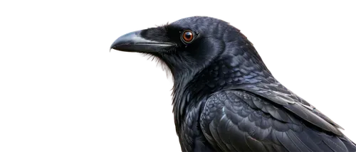 black vulture,microraptor,african gray parrot,hooded vulture,corvidae,hyacinth macaw,andean condor,nicobar pigeon,old world vulture,balaur,vulture,imperial eagle,wool head vulture,corvus,carrion crow,falconiformes,3d crow,african fishing eagle,chakavian,black raven,Illustration,Black and White,Black and White 03