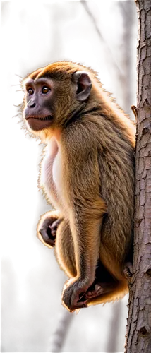 Side view, monkey, cute expression, fur texture, brown eyes, small nose, agile body, strong arms, thin legs, sitting on branch, natural habitat, warm sunlight filtering through trees, 3/4 composition,