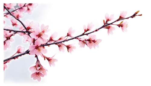 cherry blossom branch,sakura branch,plum blossom,plum blossoms,japanese sakura background,cherry branches,sakura cherry tree,ornamental cherry,japanese cherry,japanese cherry blossom,apricot blossom,japanese carnation cherry,the plum flower,sakura background,sakura tree,cherry blossom tree,sakura flower,prunus,cherry blossom,japanese cherry blossoms,Illustration,Realistic Fantasy,Realistic Fantasy 28