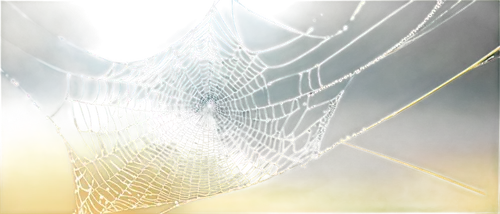 spider silk,morning dew in the cobweb,web,spider's web,cobweb,spider web,spiderweb,cobwebbed,webbed,spiderwebs,web element,cobwebs,webs,spider net,webcrawler,gossamer,argiope,webbing,spidery,spiderlings,Conceptual Art,Fantasy,Fantasy 14