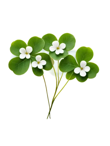 4-leaf clover,five-leaf clover,four-leaf clover,clovers,three leaf clover,oxalis,clover leaves,maidenhair,medium clover,wood sorrel,four leaf clover,spring leaf background,4 leaf clover,a four leaf clover,lucky clover,clover flower,narrow clover,flowers png,pennywort,shamrock,Illustration,Retro,Retro 08