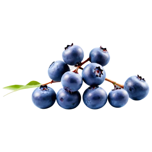 bilberry,blue grapes,blueberries,johannsi berries,bayberry,dewberry,blueberry,grapes icon,chokeberry,grape seed extract,damson,berry fruit,chokecherry,wall,grape hyancinths,jabuticaba,european plum,jewish cherries,blue grape,purple grapes,Photography,Fashion Photography,Fashion Photography 18