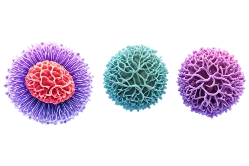 coronaviruses,coronavirus disease covid-2019,coronavirus,coronavirus test,pollen warehousing,flowers png,sea urchins,coronavirus masks,pathogens,cell structure,pollen,urchins,soft corals,polyp,sea-urchin,coronavirus line art,antimicrobial,viruses,bacterial species,immune system,Photography,Artistic Photography,Artistic Photography 12