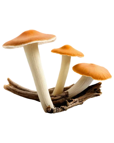 clitocybe,gymnopilus,milkcap,conocybe,yoshitake,pleurotus,tylopilus,psilocybe,edible mushrooms,pluteus,toadstools,basidiomycota,tricholoma,pholiota,basidiomycete,agaricaceae,agarics,inocybe,mycena,edible mushroom,Illustration,American Style,American Style 11