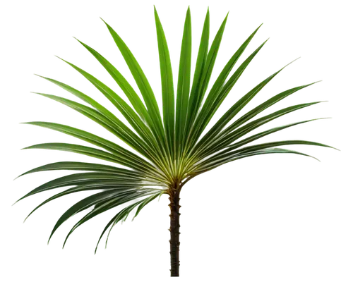 palm tree vector,fan palm,saw palmetto,sabal palmetto,wine palm,palmtree,date palm,pony tail palm,yucca palm,easter palm,palm pasture,palm,desert palm,potted palm,coconut palm,coconut palm tree,date palms,palm sunday,palm tree,cycad,Illustration,Japanese style,Japanese Style 14