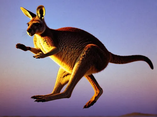 Write a poem capturing the grace and agility of a kangaroo leaping.,cangaroo,kangaroo,red kangaroo,macropus giganteus,macropus rufogriseus,wallaby,kangaroo mob,marsupial,bennetts wallaby,eastern grey 