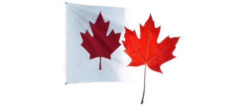 cdn,pancanadian,maple leaf red,canada cad,canadense,canadiense,canadia,canada,canadienne,canadas,canada air,canadian,drapeau,canuck,las canadas,canadienses,canadien,canad,cdns,red maple leaf,Art,Classical Oil Painting,Classical Oil Painting 38