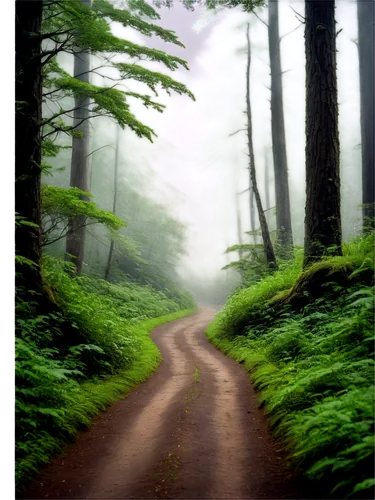 forest road,forest path,green forest,foggy forest,fir forest,forested,coniferous forest,mirkwood,forest,elven forest,forests,forest of dreams,forest landscape,endor,forestland,trail,forest background,fromme,hiking path,forest walk,Art,Classical Oil Painting,Classical Oil Painting 23