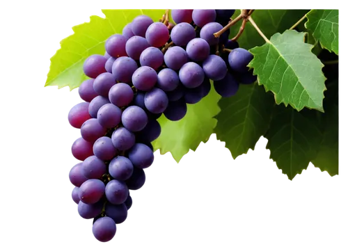 grape seed extract,purple grapes,wine grape,grapes icon,grape seed oil,grape hyancinths,grape vine,table grapes,grapes,wine grapes,red grapes,blue grapes,grape,fresh grapes,grape turkish,purple grape,vineyard grapes,cluster grape,bright grape,vitis,Photography,Fashion Photography,Fashion Photography 23