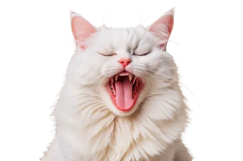 yawning,yawns,turkish van,cat tongue,funny cat,turkish angora,yawn,cat vector,white cat,cat image,birman,cat,cats angora,american curl,british longhair cat,meowing,pet vitamins & supplements,domestic long-haired cat,american bobtail,breed cat,Illustration,Realistic Fantasy,Realistic Fantasy 22