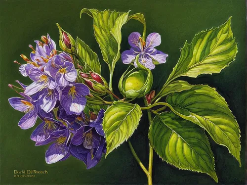 Botanical Painting by Lyn Diefenbach.,jasmine-flowered nightshade,nightshade plant,solanum,small-leaf lilac,purple passion flower,passion flower fruit,european plum,still life of spring,mertensia,weig