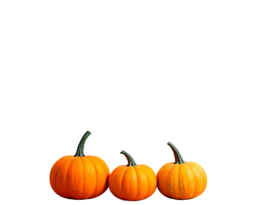 striped pumpkins,decorative pumpkins,calabaza,mini pumpkins,pumpkins,halloween pumpkin gifts,jack-o'-lanterns,halloween pumpkins,funny pumpkins,jack-o-lanterns,autumn pumpkins,cucurbita,pumpkin heads,pumkins,decorative squashes,gourds,candy pumpkin,cucuzza squash,pumpkin,halloween pumpkin,Conceptual Art,Oil color,Oil Color 06