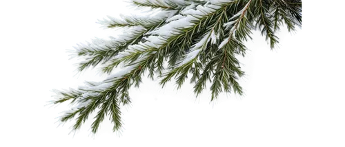 fir needles,fir tree decorations,spruce needles,snow in pine trees,fir-tree branches,fir branches,snow in pine tree,eastern hemlock,fir branch,spruce tree,blue spruce,fir tree,pine tree branch,nordmann fir,spruce trees,pine branch,evergreen trees,fir trees,coniferous,pine branches,Illustration,Abstract Fantasy,Abstract Fantasy 18