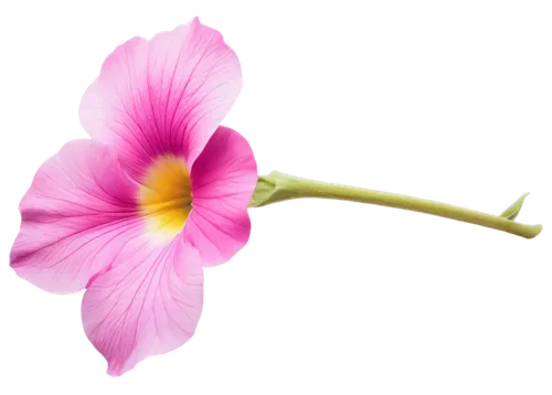 Petunia flower, pink petals, delicate trumpet shape, yellow center, soft focus, blurred background, close-up shot, natural light, shallow depth of field, vibrant color tone, detailed texture, gentle c