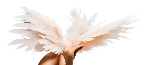 ostrich feather,white feather,feather headdress,swan feather,feather boa,feathers,beak feathers,showgirl,prince of wales feathers,chicken feather,feather,parrot feathers,color feathers,bird feather,feathers bird,plumage,angel wings,feathery,bird wings,ballet tutu,Photography,Fashion Photography,Fashion Photography 25