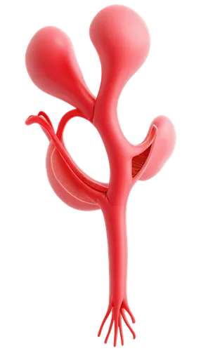 Uterine prolapse, 3D illustration, female reproductive system, detailed anatomy, transparent background, colorful organs, fallopian tubes, ovaries, bladder, rectum, vagina, cervix, uterus, pelvic floo