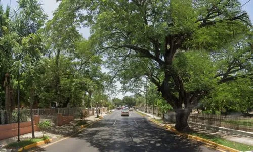 tree-lined avenue,tree lined avenue,tree lined lane,road through village,palma trees,tlahuitoltepec,kibbutzim,chaklala,bodhgaya,obregon,oaxtepec,olivos,maadi,vanderbijlpark,municipal park,tree lined path,katutura,oshakati,pallivasal,eidgah