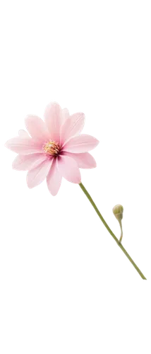 minimalist flowers,flowers png,flower illustration,flower illustrative,small flower,windflower,single flower,dried flower,flower drawing,cosmos flower,artificial flower,straw flower,gaura,flower background,stamen,wood daisy background,cut flower,rose png,anthers,japanese anemone,Photography,General,Cinematic