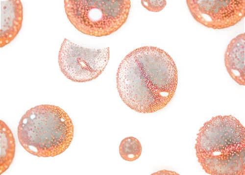 spherules,microvesicles,microcapsules,liposomes,microspheres,microvilli,cellular,megakaryocytes,biofilm,small bubbles,vesicles,microparticles,nanoparticles,nanoparticle,unicellular,peroxisomes,wet water pearls,oocytes,pollens,cell structure,Illustration,Paper based,Paper Based 04