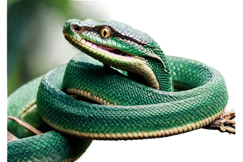 emerald lizard,green tree snake,green snake,green mamba,smooth greensnake,african house snake,cuban emerald,green-tailed emerald,morelia viridis,western green mamba,tree snake,patrol,sharptail snake,garter snake,western terrestrial garter snake,glossy snake,common garter snake,net python,python,green lizard,Illustration,Retro,Retro 25