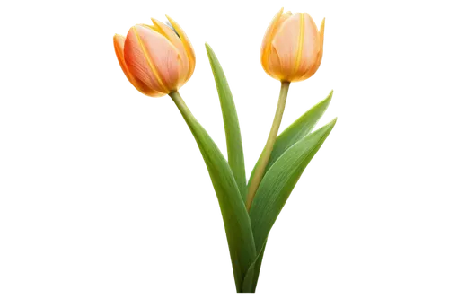 turkestan tulip,tulip background,flowers png,yellow orange tulip,two tulips,tulipa,orange tulips,tulip,tulip flowers,tulips,tulip blossom,tulip white,tulipa tarda,lady tulip,tulip bouquet,tulpenbaum,siam tulip,tulpenbüten,flower background,vineyard tulip,Illustration,Realistic Fantasy,Realistic Fantasy 18