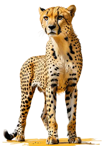 cheetah,cheetahs,african leopard,hosana,felidae,leopard,schleich,leopard head,panthera leo,jaguar,anthropomorphized animals,canidae,liger,cheetah mother,cheetah cub,american bobtail,endangered specie,fossa,kurilian bobtail,big cat,Conceptual Art,Graffiti Art,Graffiti Art 08