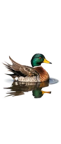 Wild duck, swimming, water rippling, feathers shiny, orange beak, green head, brown body, wings spread, morning sunlight, soft focus, shallow depth of field, natural habitat, 3/4 composition, warm col