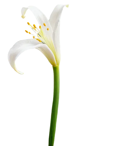 white lily,tulip background,easter lilies,madonna lily,flowers png,tulip white,calla lily,lily flower,white flower,grass lily,flower wallpaper,white trumpet lily,zantedeschia,flower background,lily of the valley,zephyranthes,hymenocallis,tuberose,lily of the field,white orchid,Illustration,Black and White,Black and White 26