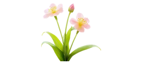 flowers png,flower background,tulip background,flower wallpaper,grass lily,grape-grass lily,floral digital background,spring leaf background,flower illustrative,blooming grass,grass blossom,spring background,zephyranthes,stylidium,lilies of the valley,garden star of bethlehem,flower illustration,minimalist flowers,lily of the valley,elven flower,Illustration,Abstract Fantasy,Abstract Fantasy 04