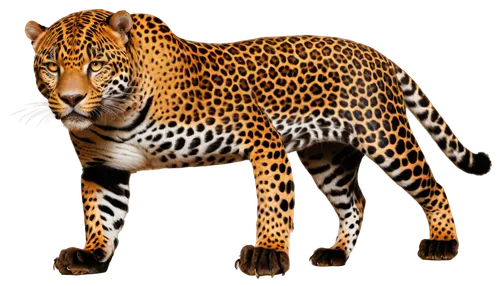 jaguar,african leopard,leopard,felidae,hosana,tiger png,cheetah,bengalenuhu,panthera leo,cheetahs,panther,canis panther,fossa,leopard head,big cat,ocelot,a tiger,arabian mau,bengal,ocicat,Illustration,Realistic Fantasy,Realistic Fantasy 17