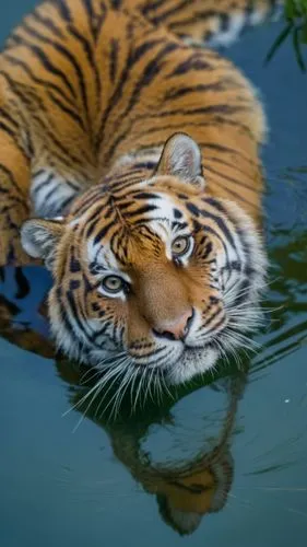 um tigre olhando para a câmera, após beber agua em um rio. Seu reflexo espelhado na agua do rio.,a tiger swims in the water in a zoo,asian tiger,a tiger,bengal tiger,sumatran tiger,tiger,siberian tige