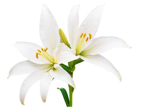 Delicate white lily, petals curving outward, yellow anther, green stem, dew drops on leaves, soft natural light, close-up shot, macro photography, shallow depth of field, warm color tone, pastel color