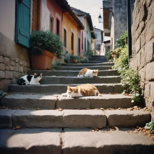 cat greece,stray cats,georgatos,street cat,strays,rescue alley,mccurry,cat european,cats on brick wall,gatos,steps,spanish steps,cat family,winding steps,vintage cats,felids,backstreets,stone stairway,stray cat,felines,Photography,Documentary Photography,Documentary Photography 02