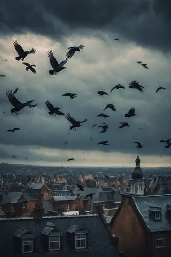 jackdaws,flock of birds,crows,a flock of pigeons,pigeon flight,corvids,birds flying,the birds,seagulls flock,flying geese,flying birds,flock home,bird migration,birds in flight,starlings,stormvogels,seagulls,doves and pigeons,city pigeons,blackbirds,Photography,General,Cinematic