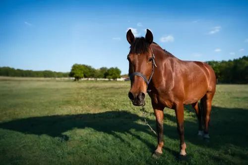 quarterhorse,standardbred,warm-blooded mare,belgian horse,gelding,equine,brown horse,thoroughbred arabian,horse breeding,portrait animal horse,a horse,mustang horse,racehorse,hay horse,riderless,arabi