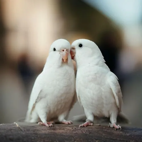 love bird,bird couple,lovebird,love birds,parrot couple,i love birds,lovebirds,two pigeons,for lovebirds,birds with heart,doves of peace,cockatoos,kisselgoff,pair of pigeons,short-billed corella,little corella,birds love,white pigeons,doves,confiding