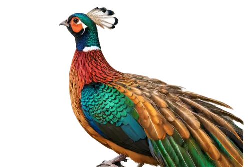 ring necked pheasant,pheasant,common pheasant,male peacock,pavo,tragopan,peacock,meleagris gallopavo,indian peafowl,pheasants,tragopans,an ornamental bird,gouldian,pajarito,spurfowl,ornamental bird,bird png,golden pheasant,gujarat birds,landfowl,Illustration,Black and White,Black and White 18