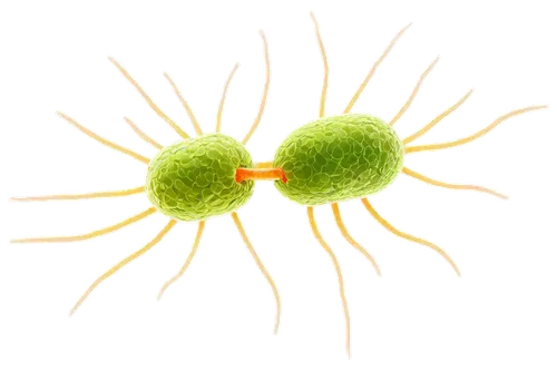 Bacteria, Escherichia coli, Bacillus subtilis, Staphylococcus aureus, microscopic view, 3D rendering, detailed cellular structure, cell wall, flagella, nucleoid, cytoplasm, pili, fimbriae, soft focus,