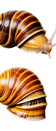 achatinella,cyprinids,polychaetes,shelled gastropod,marine gastropods,characidae,stereocilia,flabellina,cyprinid,amorphoscelis,nautilus,sea snail,deep sea nautilus,chrysolepis,zebraspinne,oecomys,shell seekers,cerithiopsidae,banded snail,musselshell,Unique,Design,Blueprint