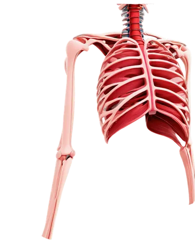 subclavian,rib cage,pectoralis,human cardiovascular system,tavr,thoracic,trapezius,muscular system,cardiovascular,axillary,ribcage,microcirculation,esophagus,endotracheal,the human body,medical illustration,serratus,arteriosus,cardiopulmonary,skeletal structure,Illustration,Black and White,Black and White 26