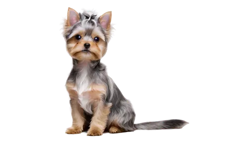 Gray and white Yorkie, small dog, cute face, big eyes, fluffy ears, short tail, gray and white fur, soft texture, sitting posture, front view, 3/4 composition, warm lighting, shallow depth of field.,y