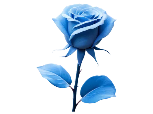 blue rose,blue flower,blue moon rose,blue rose near rail,blu flower,blue petals,flower wallpaper,rose png,blue background,flowers png,flower background,blue flowers,paper flower background,blue butterfly background,rose flower illustration,blue hydrangea,yellow rose background,romantic rose,rose flower,flower rose,Art,Classical Oil Painting,Classical Oil Painting 32