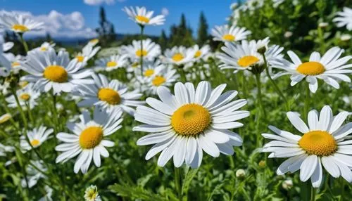 australian daisies,white daisies,shasta daisy,marguerite daisy,mayweed,oxeye daisy,barberton daisies,daisy flowers,daisies,wood daisy background,leucanthemum,ox-eye daisy,meadow daisy,marguerite,sun daisies,daisy family,leucanthemum maximum,common daisy,heath aster,perennial daisy,Photography,General,Realistic