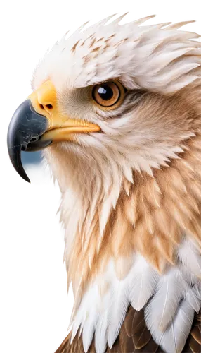 steppe eagle,sea head eagle,eagle,eagle drawing,american bald eagle,eagle eastern,ferruginous hawk,eagle vector,eagle illustration,sea eagle,bald eagle,eagle head,portrait of a rock kestrel,mongolian eagle,savannah eagle,of prey eagle,golden eagle,mountain hawk eagle,white eagle,african eagle,Illustration,Retro,Retro 21