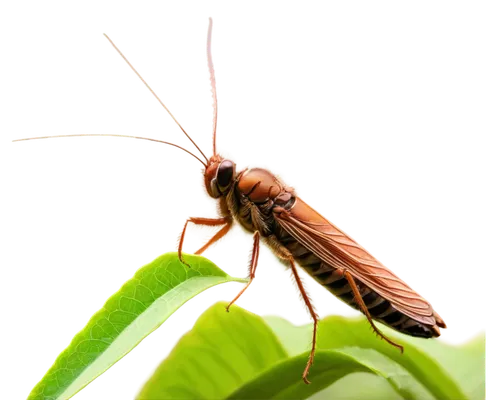 Cricket sound waves, evening ambiance, warm lighting, close-up shot, detailed texture, brown cricket body, long antennae, delicate wings, green leaf background, shallow depth of field, soft focus, cin