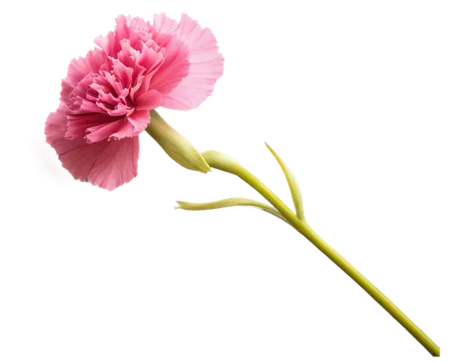 flowers png,pink carnation,carnation of india,rose png,carnation flower,pink flower,mini carnation,feather carnation,pink lisianthus,pink carnations,cut flower,paper flower background,carnation,pink moccasin flower,single flower,flower background,seed cow carnation,artificial flower,valentine flower,turkestan tulip,Illustration,Realistic Fantasy,Realistic Fantasy 25