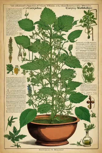 Educational prompt: Learn the medicinal properties of Caryophylloideae plants and their contributions to herbal medicine.,dulcimer herb,medicinal plants,medicinal herbs,medicinal plant,herbal medicine