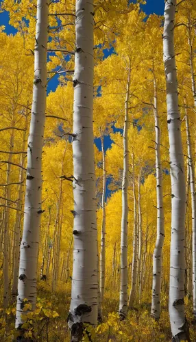 Colorado, Elk Mountains, Kebler Pass, October, aspens, autumn, fall, photo,american aspen,golden trumpet trees,birch trees,aspen,birch forest,sweet birch,birch tree background,birch tree,birch,deciduo