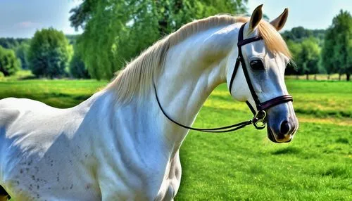 arabian horse,a white horse,albino horse,white horse,arabian horses,equine,belgian horse,thoroughbred arabian,quarterhorse,horse breeding,beautiful horses,andalusians,dream horse,white horses,portrait animal horse,draft horse,gypsy horse,warm-blooded mare,appaloosa,hay horse,Photography,General,Realistic