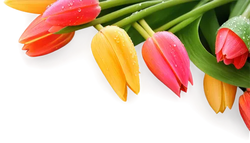 tulip background,flowers png,flower background,spring leaf background,spring background,tulipa,tulips,tulip flowers,easter background,flower wallpaper,floral digital background,orange tulips,two tulips,tulip branches,heliconia,springtime background,tropical floral background,colorful flowers,tulip bouquet,floral background,Conceptual Art,Sci-Fi,Sci-Fi 08